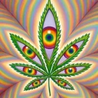 Higher Vision Cannabis Company Higher Vision Cannabis Company