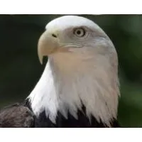 America Consulting LLC