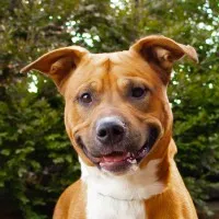 Vanderburgh Humane Society