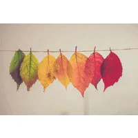 Turning Leaf Behavioral Health Services