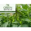 Green Development and Agro-Allied Services Limited Green Development and Agro-Allied Services Limited
