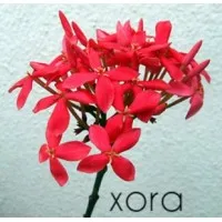 Ixora Tech Consulting Services Private Limited Ixora Tech Consulting Services Private Limited