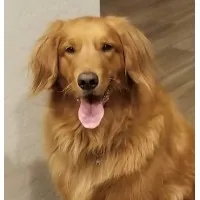 Rescue A Golden Of Arizona