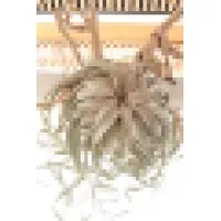 Rainforest Flora Inc