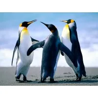 Demo