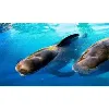 SeaWorld Parks & Entertainment, Inc. SeaWorld Parks & Entertainment, Inc.