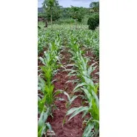 Gicheha farms ltd