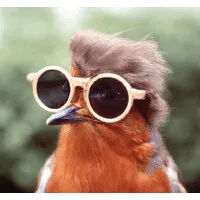 Robin
