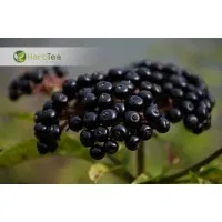 Phytopharm-trade LLC Phytopharm-trade LLC
