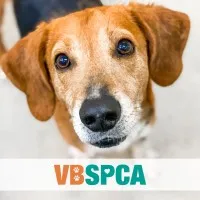 VIRGINIA BEACH SPCA