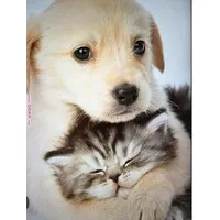 Kem Road Animal Hospital Kem Road Animal Hospital