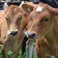 Southern Pastures Limited Partnership