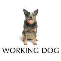 Working Dog Productions