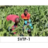 Shire Valley Transformation Programme-1 (SVTP-1) 