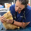 Mountain West Veterinary Specialists Mountain West Veterinary Specialists