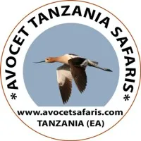 Avocet Tanzania Safaris Avocet Tanzania Safaris