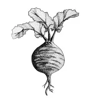 Taproot Collective