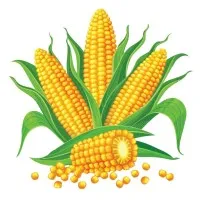 RAJARAM MAIZE PRODUCTS PRIVATE LIMITED