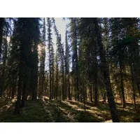 Dahlke Forestry Services, LLC