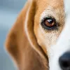 Vista Animal Hospital LLC Vista Animal Hospital LLC