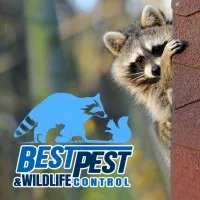 Best Pest & Wildlife Control 