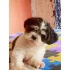 Shihtzu Shihtzu