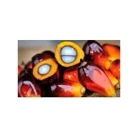 PT. Citraloka Bumi Begawan