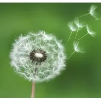 Windstorm Consulting