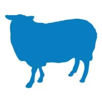 Blue Sheep