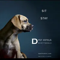 D Pet Hotels Scottsdale