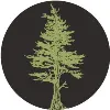 Jackpine Jackpine