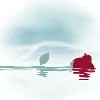 Roses in the Ocean Roses in the Ocean