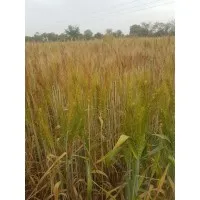 Suraj Cropsciences Ltd