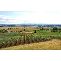 Keeler Estate Vineyard