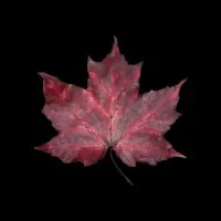 Black Maple Construction