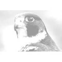 Peregrine Security Solutions