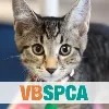 VIRGINIA BEACH SPCA VIRGINIA BEACH SPCA