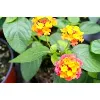 NATURALLY BEAUTIFUL PLANT PRODUCTS LLC NATURALLY BEAUTIFUL PLANT PRODUCTS LLC