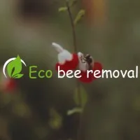 Eco Bee Removal