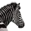 Investec Investec