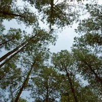 CatchMark Timber Trust