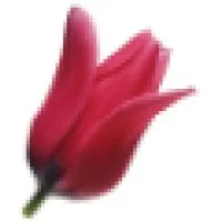Tulip Investments