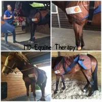 Bemer Therapy for horses and people
