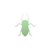 Aphid Aphid