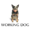 Working Dog Productions Working Dog Productions
