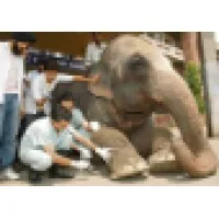 The International Veterinary Doctors Union verified emails