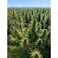 Hemp Choice Distribution