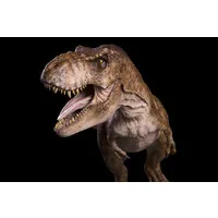 Chronicle Collectibles