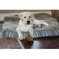 Hill Country Pet Ranch