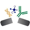 Triangulum Biopharma Triangulum Biopharma